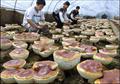 Reishi mushroom